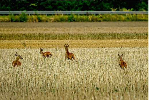 Teier auf der Flucht bei Erdbeben